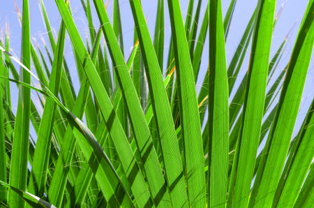 tropical background fresh palm tree branches bottom view