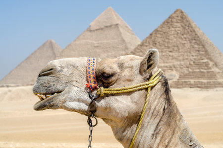 portrait of a camel head close-up against the background of the Cheops pyramid in Giza Egypt without peopleの写真素材