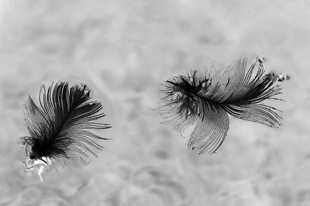 two black plamelets on a waterの写真素材