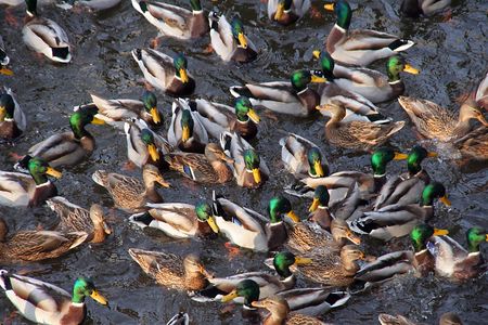 duck's traffic jam in a pondの写真素材