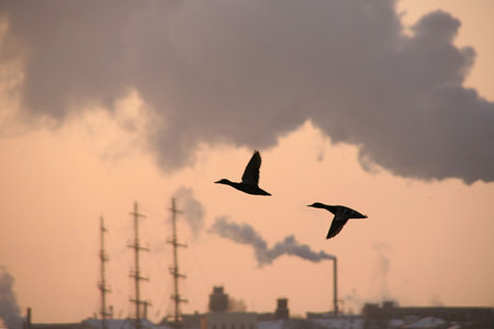 two ducks fling in a smoke under cityの写真素材