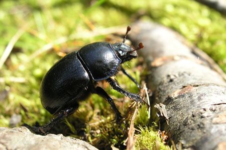 a big black beetle and a lagの写真素材