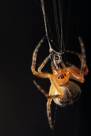 a spider spinning a wedの写真素材
