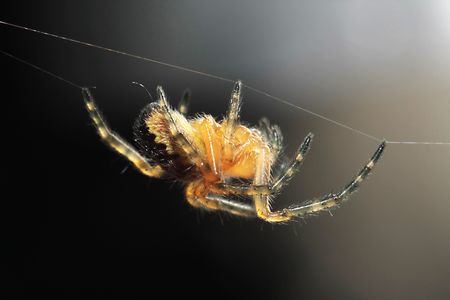 a spider moving on a spider lineの写真素材