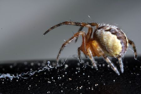 going spider on a black-grey backgroundの写真素材