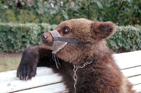 a brown bear cab on a white benchの写真素材