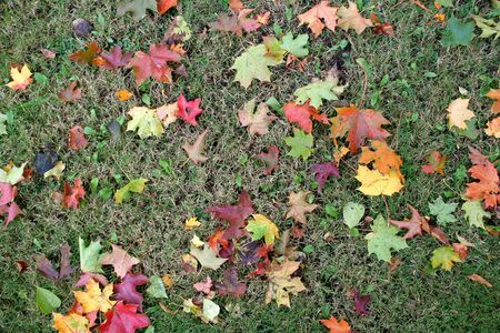 many multicolored leaves on a green grass の写真素材