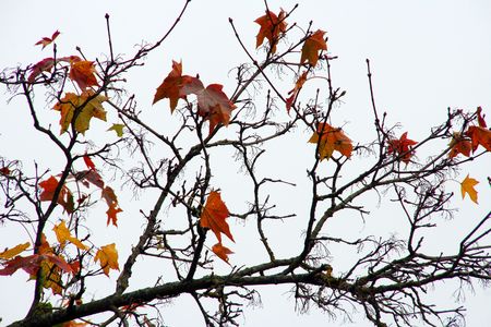 a black branch with yellow leaves on a grey skyの写真素材