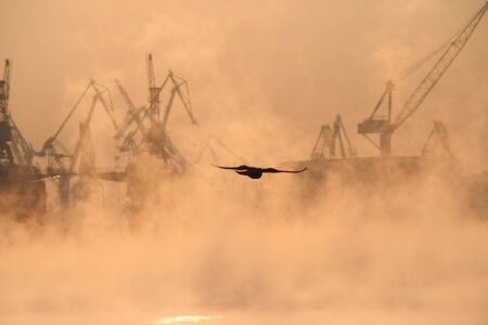 a flying bird on a urban backgroundの写真素材