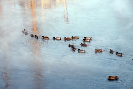 a duck chain on the winter riverの写真素材