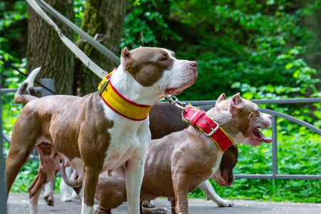 dog walking in park in collars on leashes