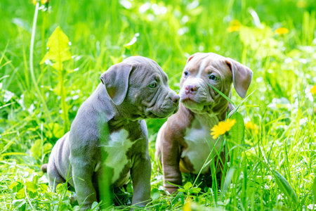 Cute little dogs sitting among yellow flowers in green grass in the park. Outdoors. Wallpaper.の写真素材