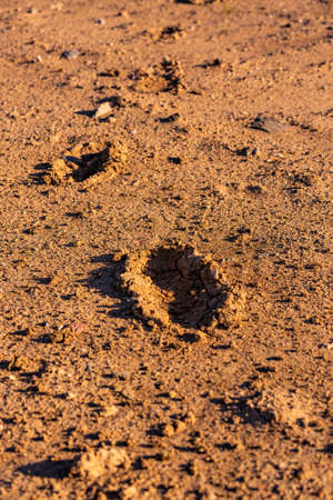 human traces on dry and cracked earthの写真素材
