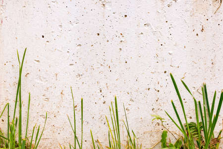 White wall with green grass. Place for text, on a sunny dayの写真素材