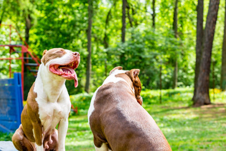 portrait of two fighting dogs for a walk in the park. Bull