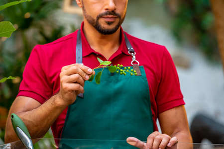 Man gardener holding a branch with green berries in his handsの写真素材