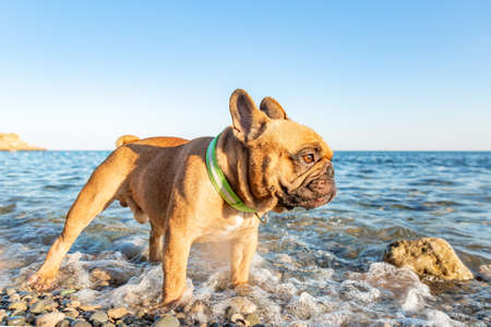 Adorable pug be happy on the beach. Vacation conceptの写真素材