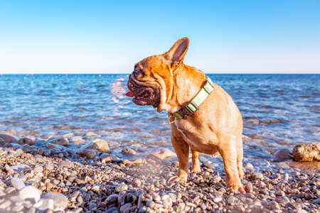Adorable pug be happy on the beach. Vacation conceptの写真素材