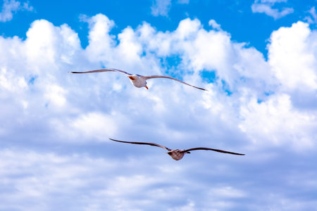 White gulls hovering in the sky. Birds flight. Seagull on blue sky backgroundの写真素材