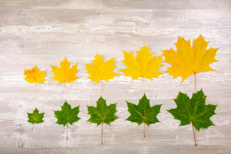 Autumn border from fallen maple leaves on old wooden background.の写真素材