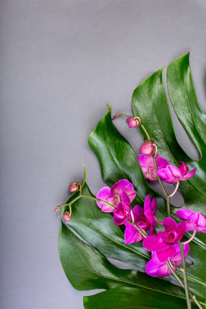 Green tropical leaves with lilac orchids on gray background. Flat lay, top view. Copy space. Blank greeting card for creative work designの写真素材