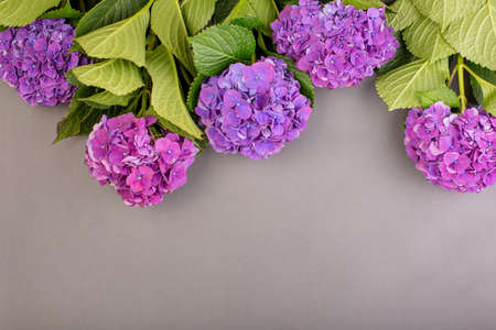 Fresh purple hydrangeas on gray background. Free space for text. Top view. Copy spaceの写真素材