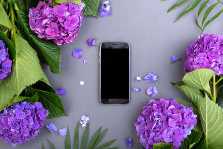 Fresh purple hydrangeas with green leaves with smart phone on gray background. Free space for text. Top view. Copy spaceの写真素材