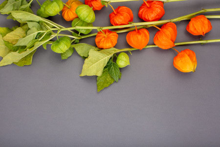 Physalis on gray background, texture, Autumn application, with physalis, copy space.
