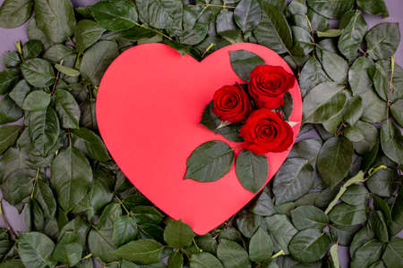 Holiday background, Valentines day. Box in the shape of a red heart decorated with a red rose on a background of green leaves, copy spaceの写真素材