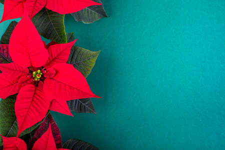 Christmas composition. Christmas green decorations, fir tree branches with red flowers on green background. Flat lay, top view, copy spaceの写真素材