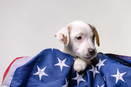American independence day concept, cute puppy jack russell terrirer pose with USA flagの写真素材