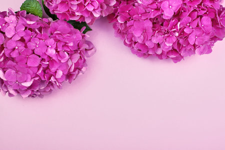 Beautiful floral background and green leaves, texture, wallpaper. Flat-lay of pink hydrangea on rose...