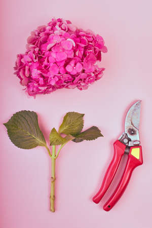Flat lay of feminine of Beautiful floral background. Flat-lay of pink hydrangea with pruners on rose background, top view, copy space greeting cardの写真素材