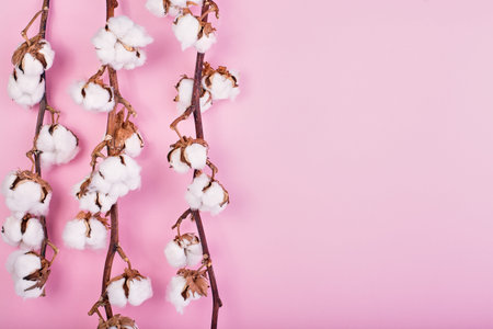 Flat lay of feminine light rose background with branch of cotton flower. Can be greeting card and...