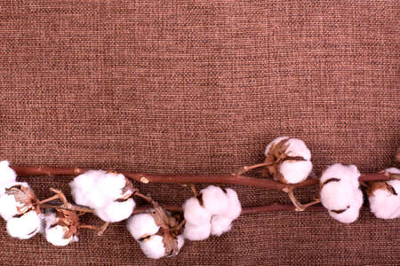 Flower design with fluffy dried cotton bolls over rough brown burlap. Top view, copy space, greeting cardの写真素材