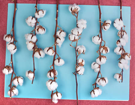 Flat lay of feminine light blue background with branch of cotton flower. Can be greeting card and design element. Top view, copy space.の写真素材