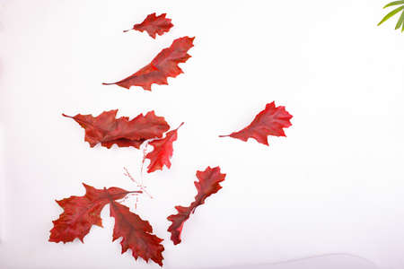 dry brown, red and purple oak leaves on white background. Autumn flat background. Flat lay, top view, copy spaceの写真素材