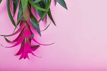 Creative layout made of tropical flowers and palm leaves on pastel pink background, top view, flat layの写真素材