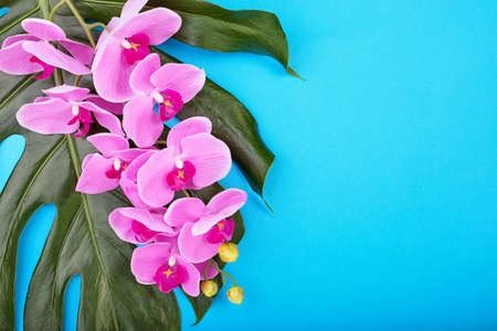 Floral background of tropical pink orchids with green tropical leaves on blue background. Copy spaceの写真素材