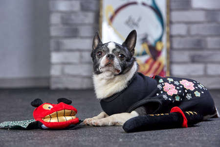 funny chihuahua in a ninja suit, studio shotの写真素材
