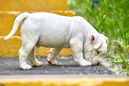 A cute puppy is playing on the steps. Concept of the first steps of life, animals, a new generation. Puppy American Bully. Copy spaceの写真素材