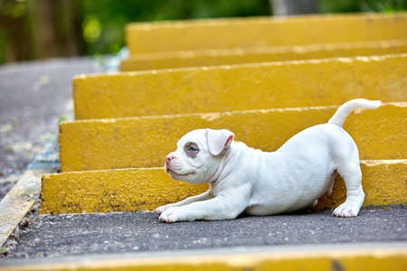 Beautiful and cute puppy American bulli on a concrete background, urban stairs. Concept first experience, first steps in life.の写真素材