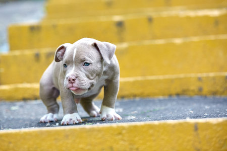 Beautiful and cute puppy American bulli on a concrete background, urban stairs. Concept first experience, first steps in life.の写真素材