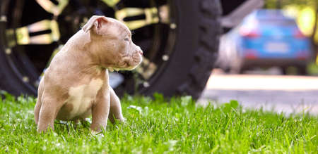 Beautiful and cute puppy American bulli on a concrete background, urban stairs. Concept first experience, first steps in life.の写真素材