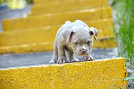 Beautiful and cute puppy American bulli on a concrete background, urban stairs. Concept first experience, first steps in life.の写真素材