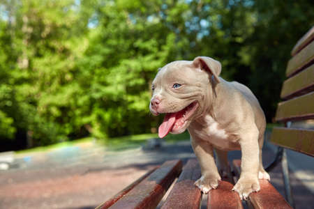 Cute puppy American Bulli sits on a wooden bench in flowering beautiful multi-colored trees in the spring in the park.の写真素材