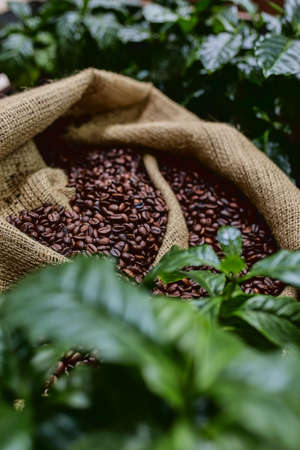 Open bag with coffee beans slices of green leaves. beautiful light, vigor of coffee beans, among coffee bushesの写真素材