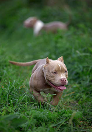 american bully dog running on the lawn green grass in the forestの写真素材