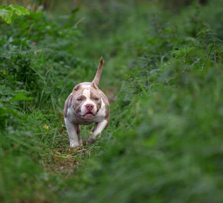 american bully dog running on the lawn green grass in the forestの写真素材
