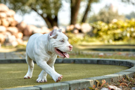 Beautiful puppy American bull in the park, copy space.の写真素材